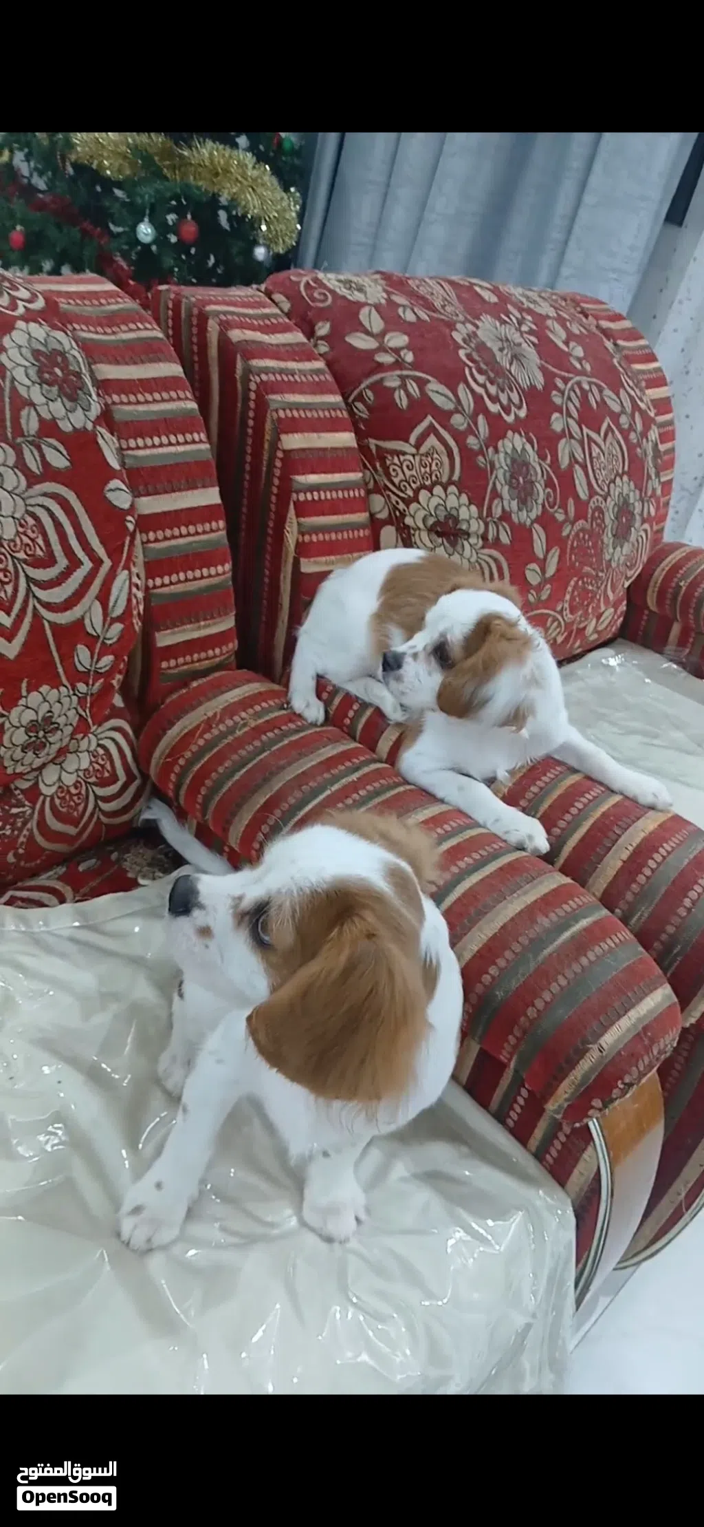 Charles king cavaliers 3-and half moths male and female available