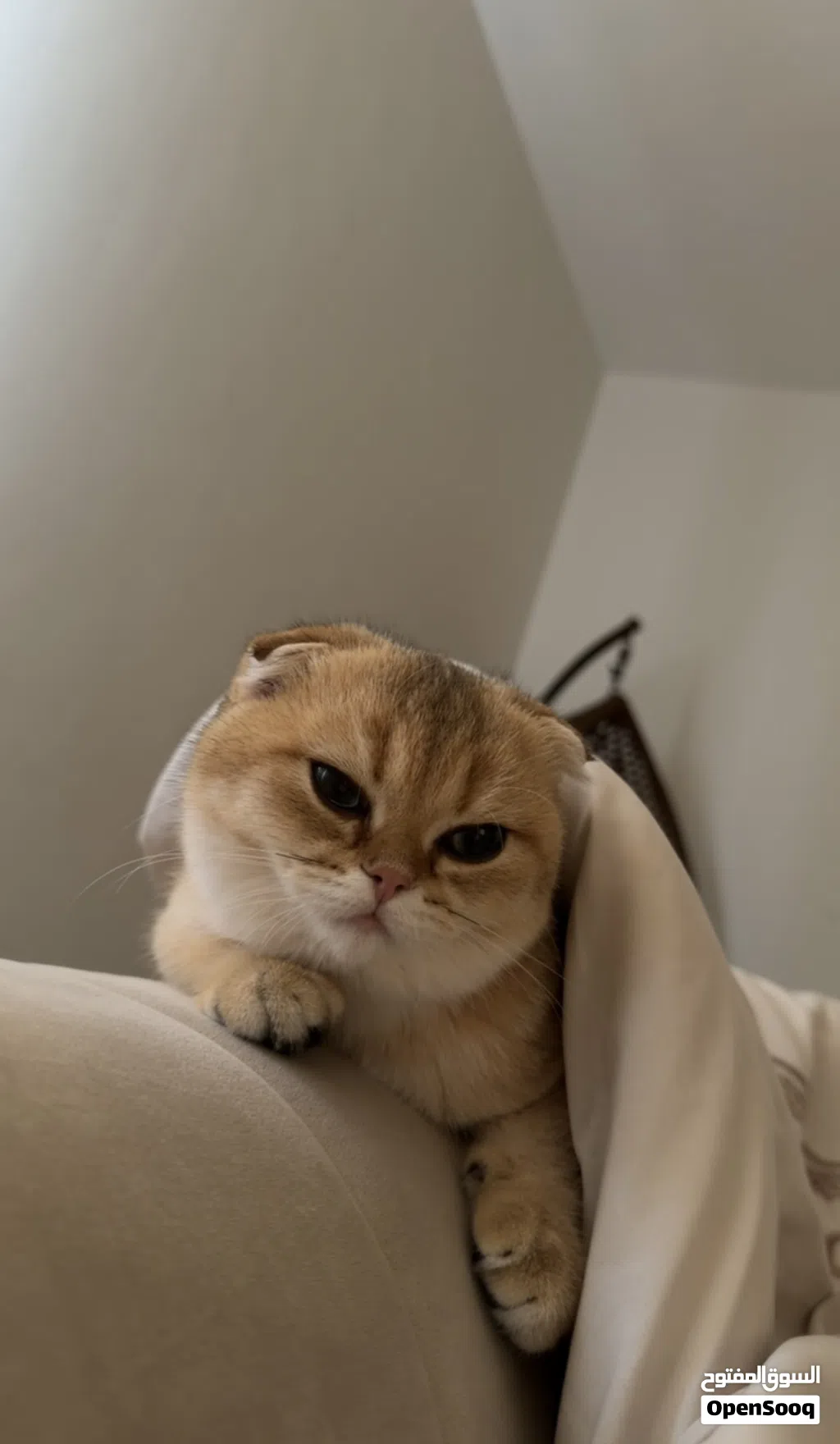 سكوتش فولد للتبني