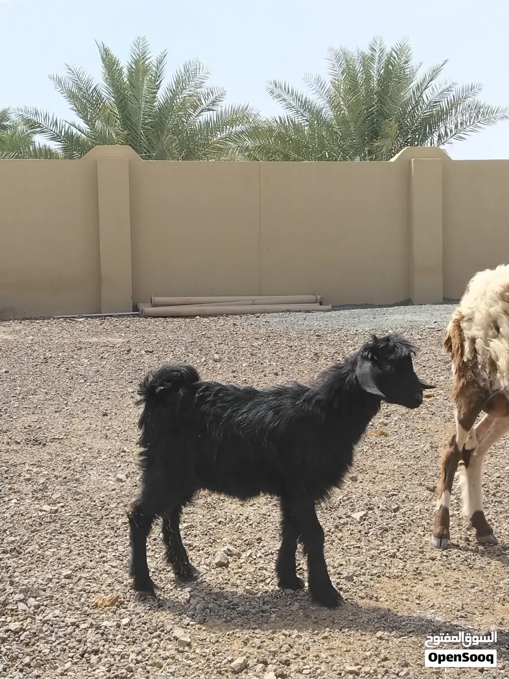 سخله سعيديه