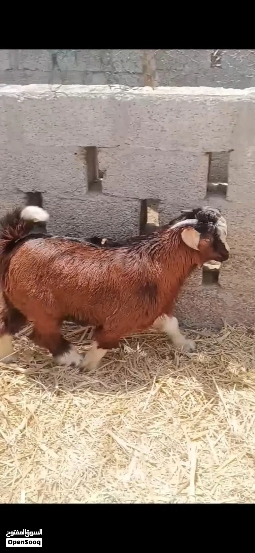 للبيع تيس فحل