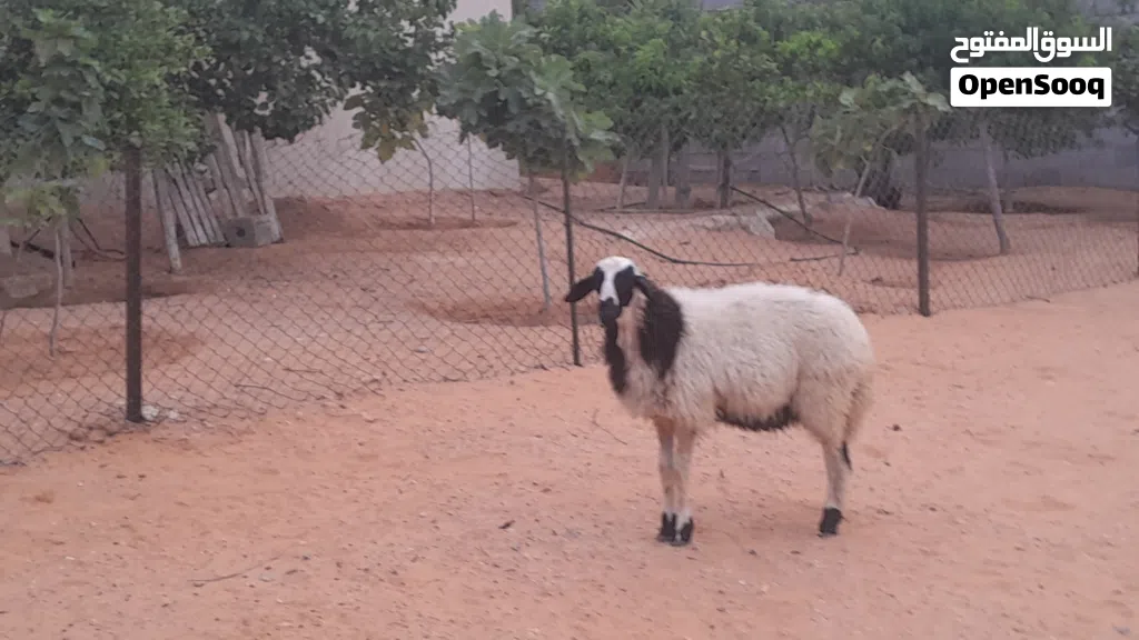 فطيمه وطنيه ربي يبارك عمرها ف7شهور ونص سلاله مشالله سليمه العيوب..
