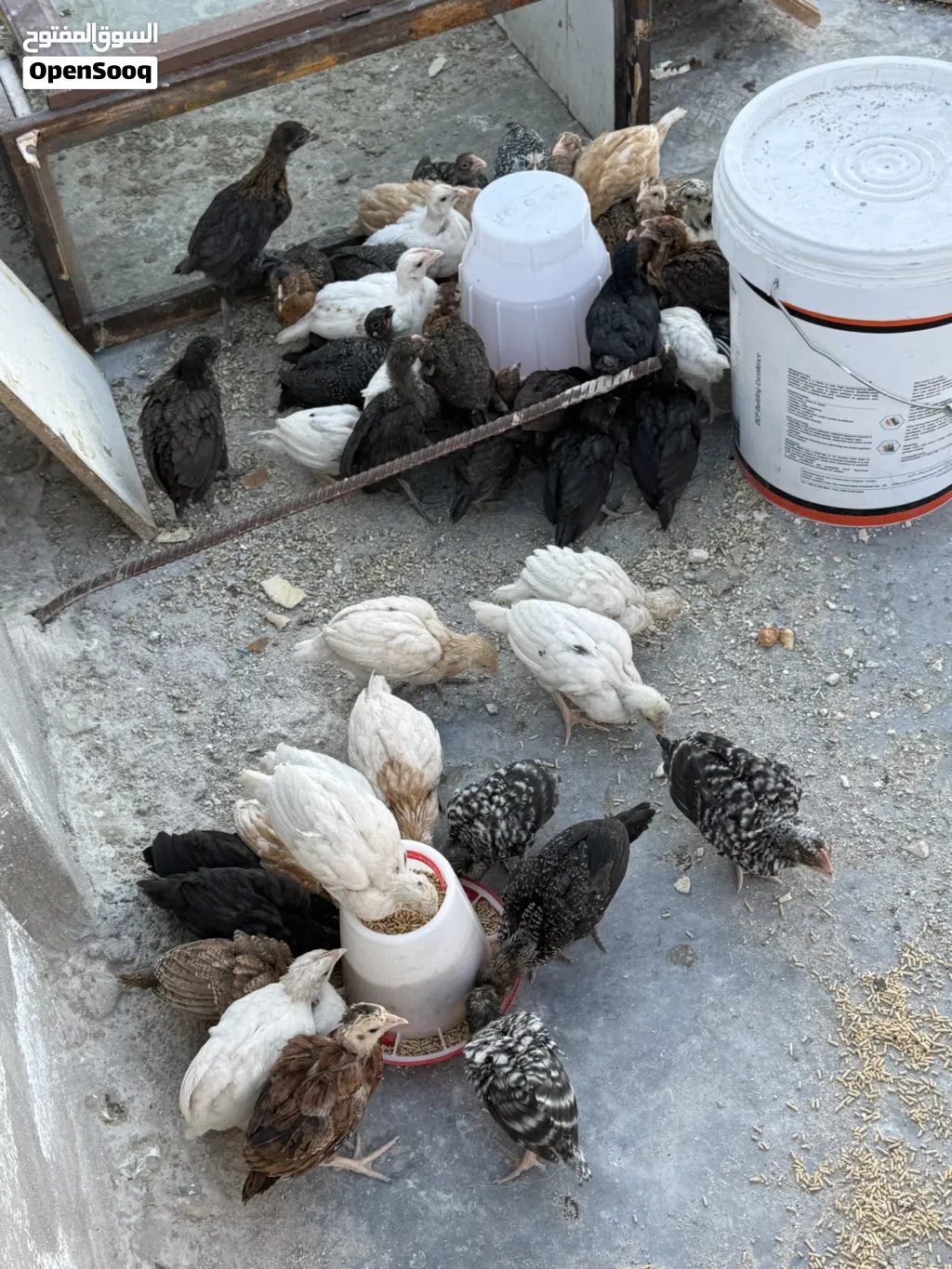 صيصان جاج للبيع