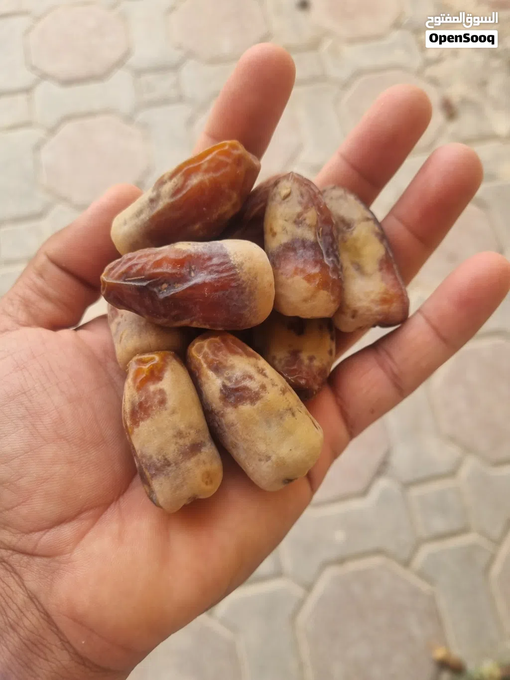 سح نغال جريجرو