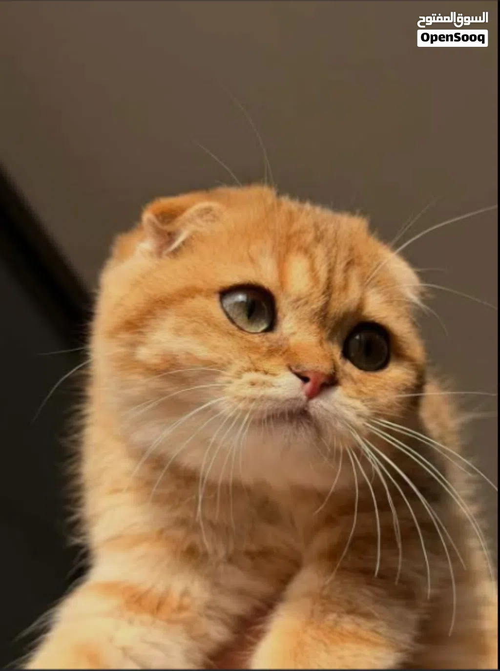 سكوتش فولد لون مميز اورنج