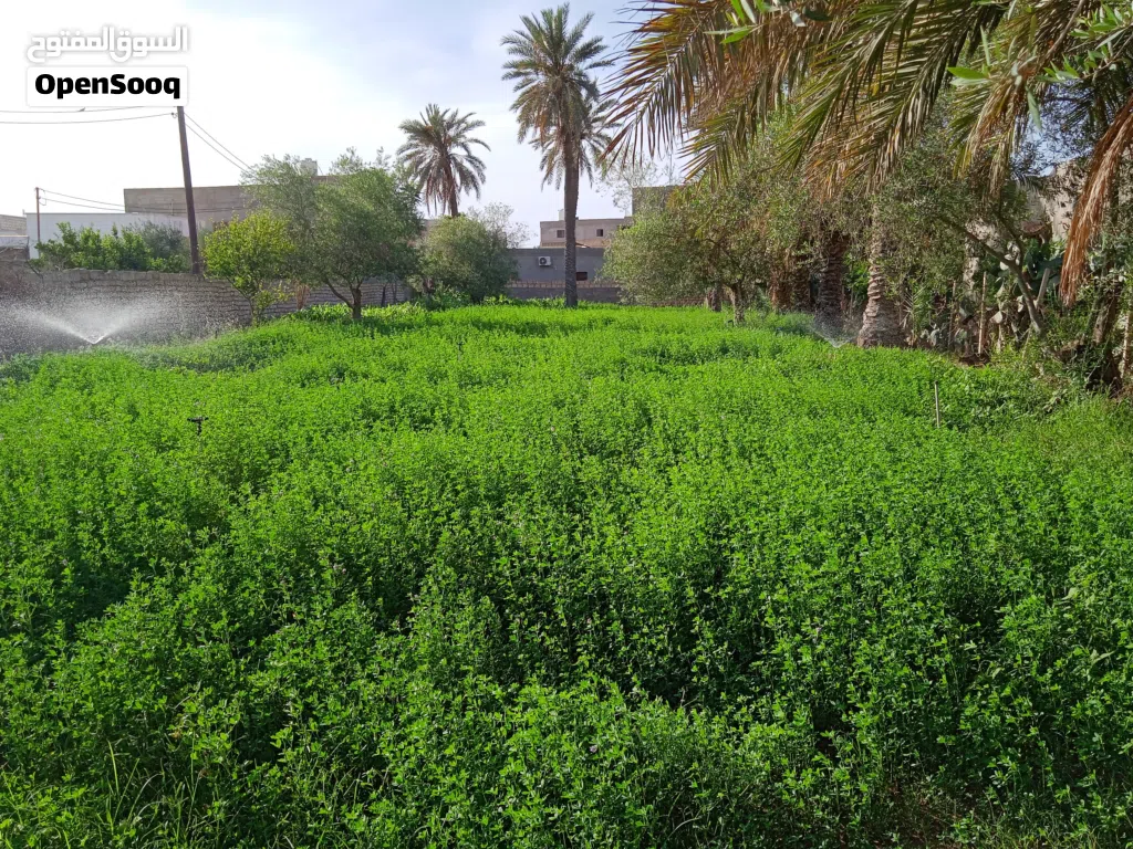 صفصفة خضراء جاهزة للحصادة للتربيط والبيع