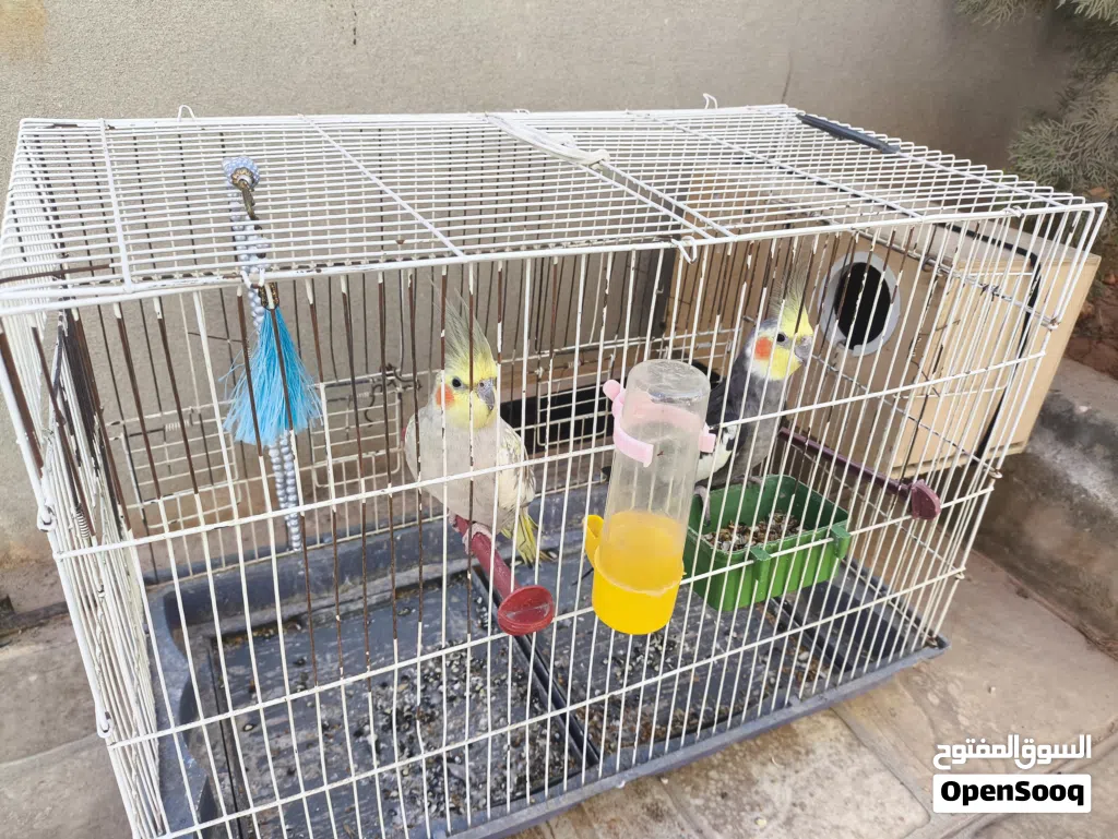 جوز كوكتين تبارك الرحمن