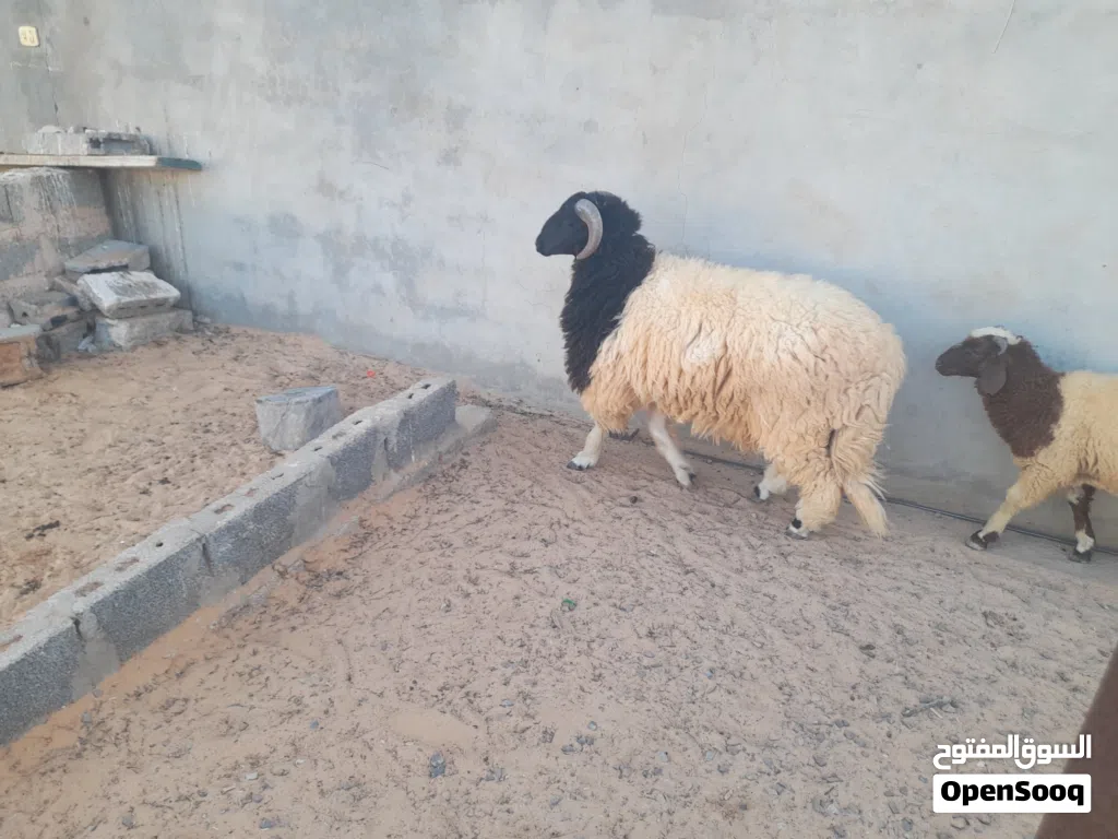 خروف وطني فحل الله يبارك