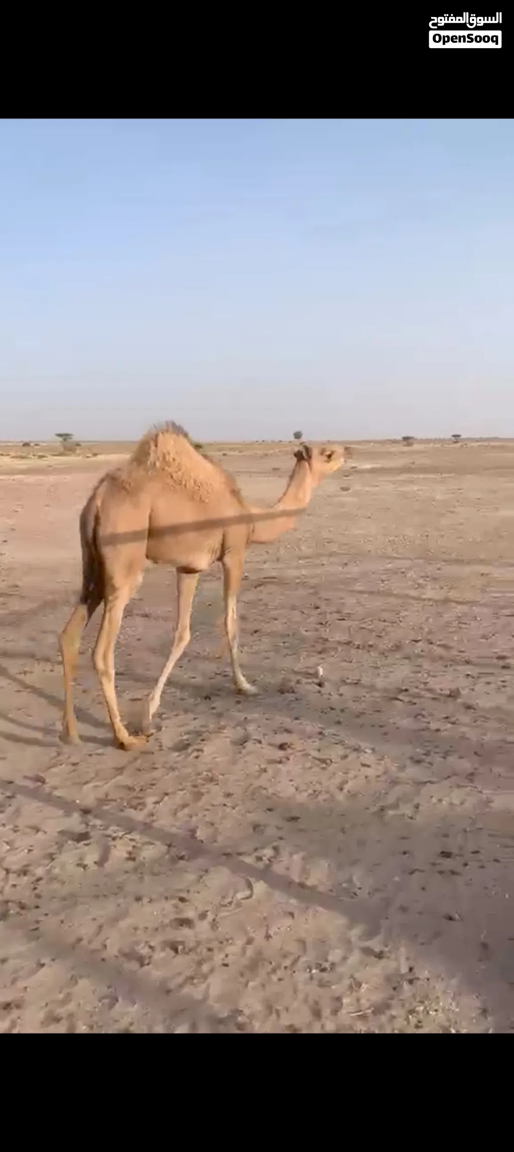 بكره فطيمه للبيع انتاج حق الركض