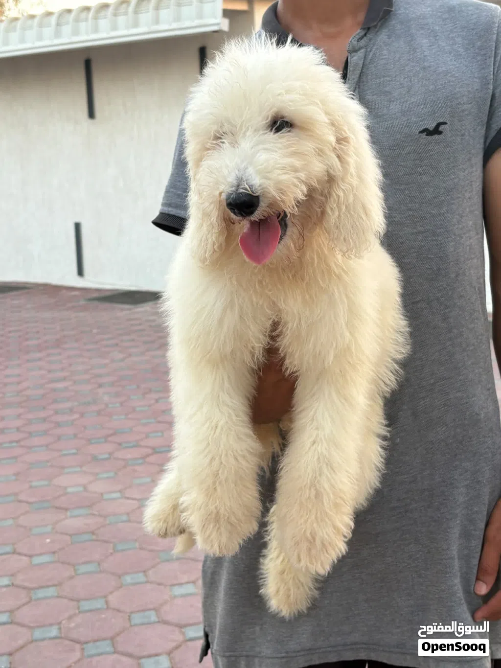 جاينت بودل للتبني – رسوم بسيطة – جاهز للتسليم Luxury Giant Poodle for Adoption – Nominal Fee
