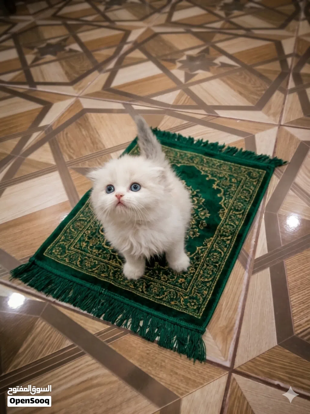 سكوتش وقطط دانو واقفه .في ذكر وفي أنثى .متعودين على لتر بوكس وبتاكل دراي فود عمرهم45يوم بعتذر من جما