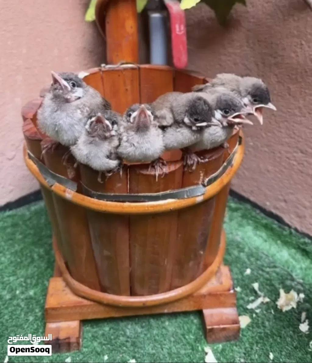 بلابيل بحريني اصلي