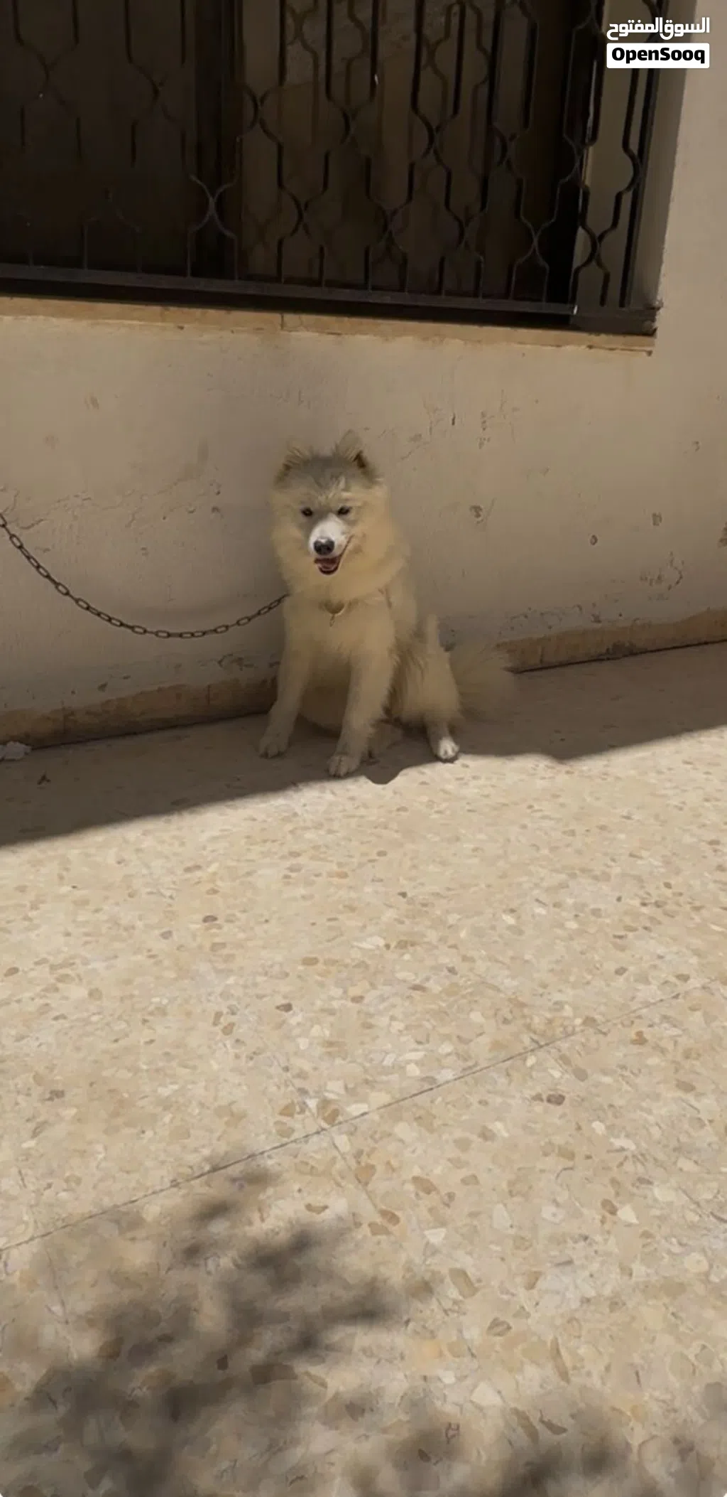 سامويد نقي للبيع