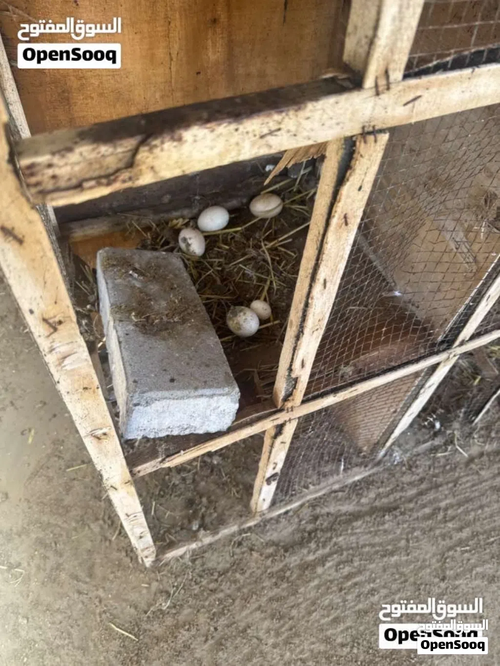 بيض مزرعه انتاج مزرعه وعربي