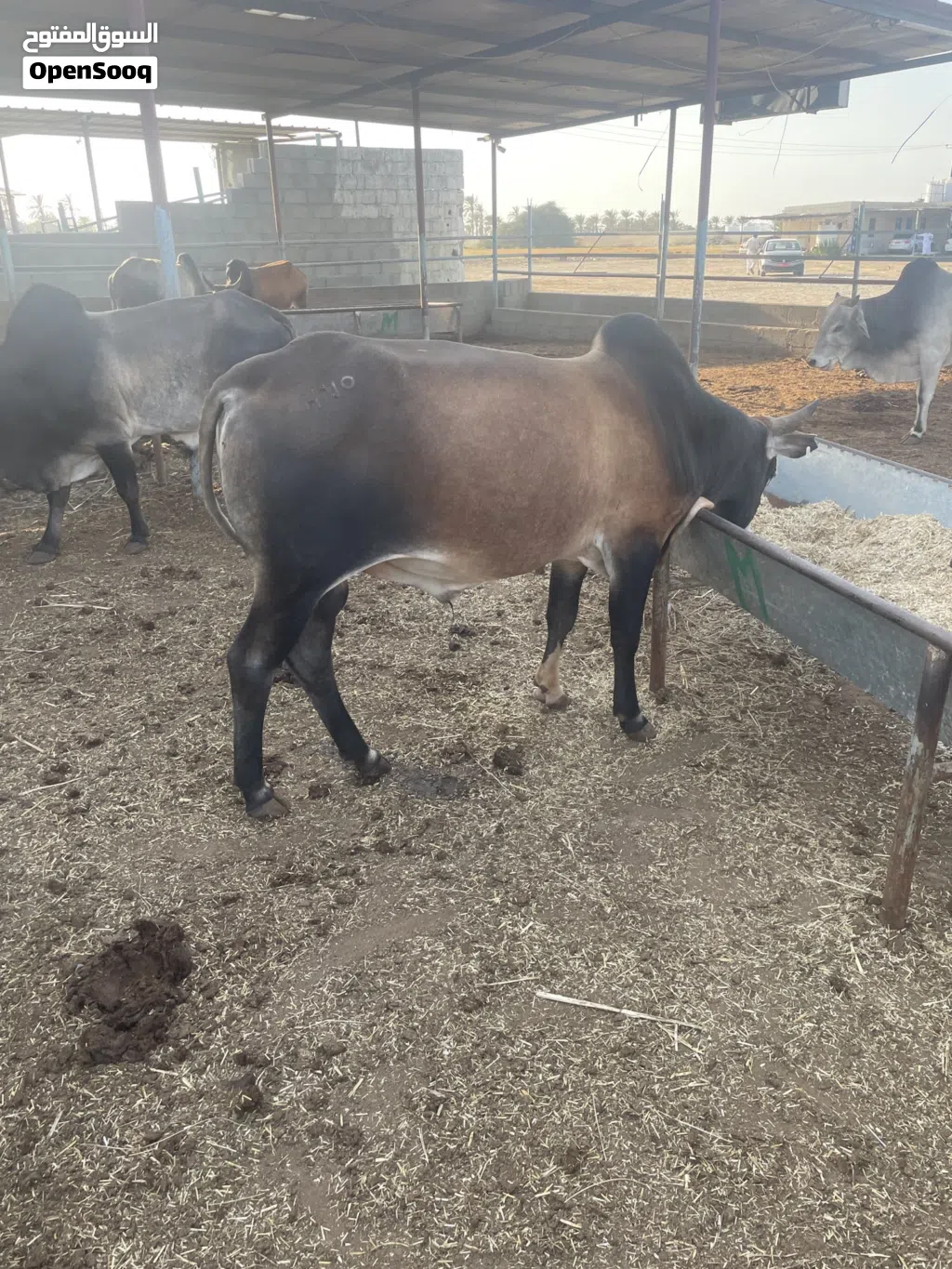 الثيران الاثيوبية لبيع