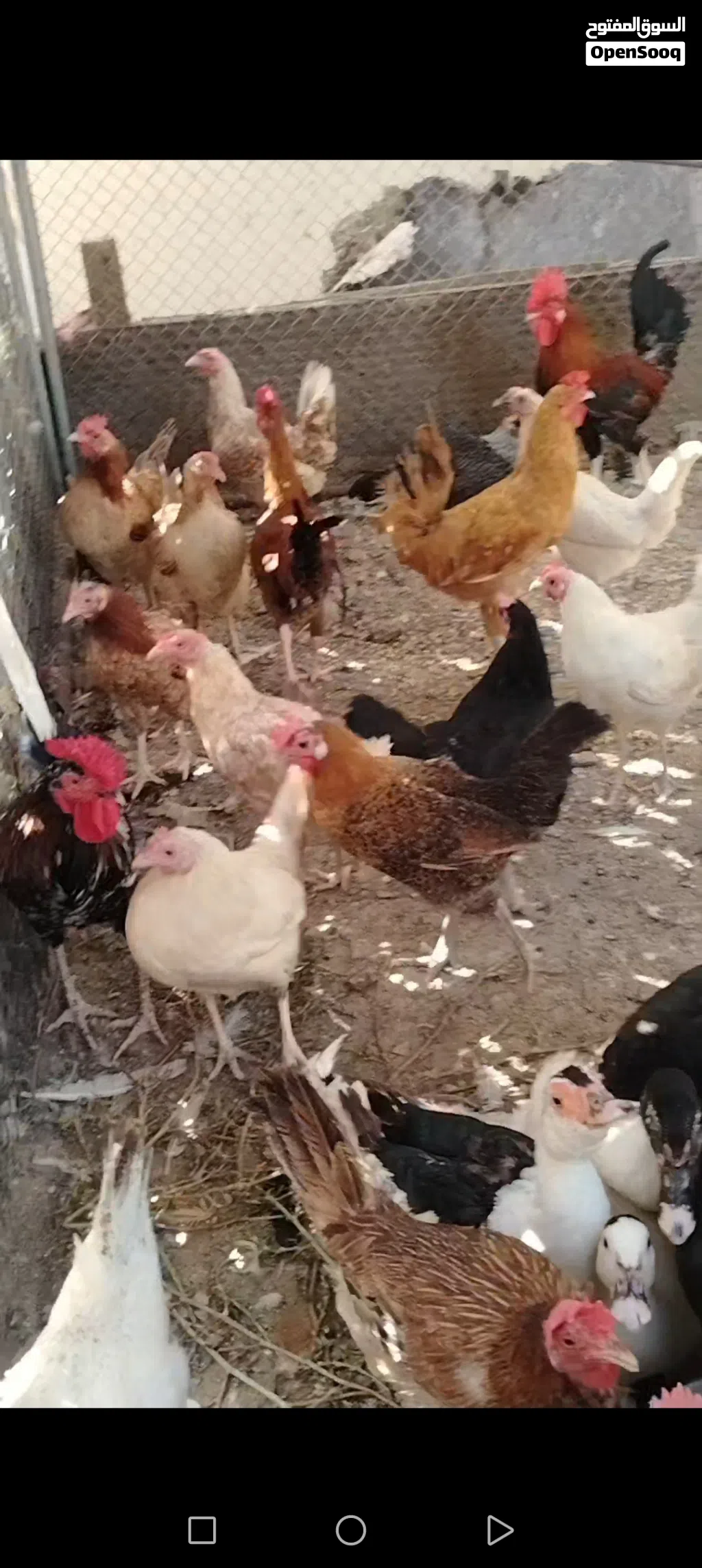 بيع الدجاج العمانيه والفرنسي و الحبشي و بط مصري