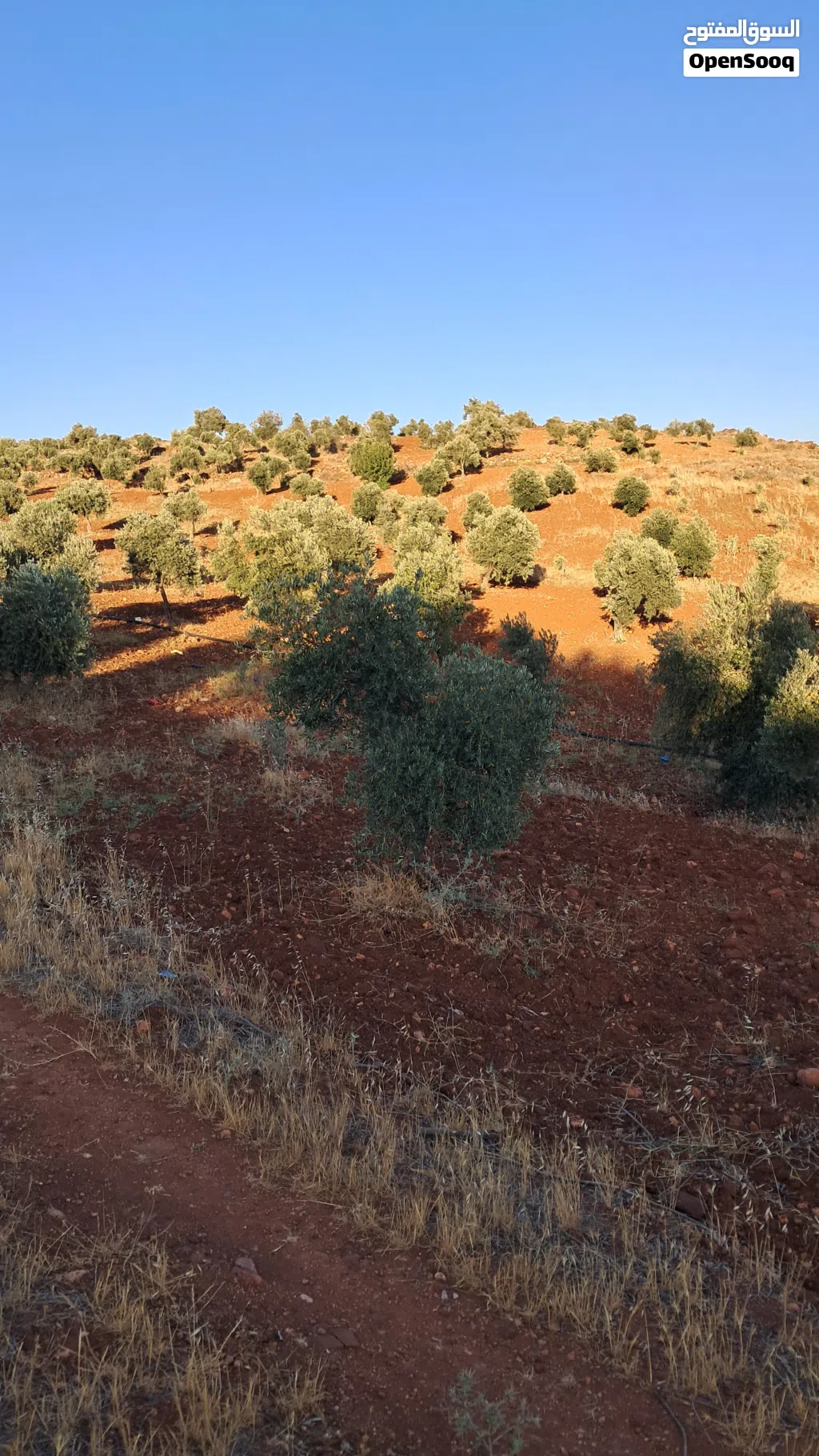 قطعة ارض للبيع