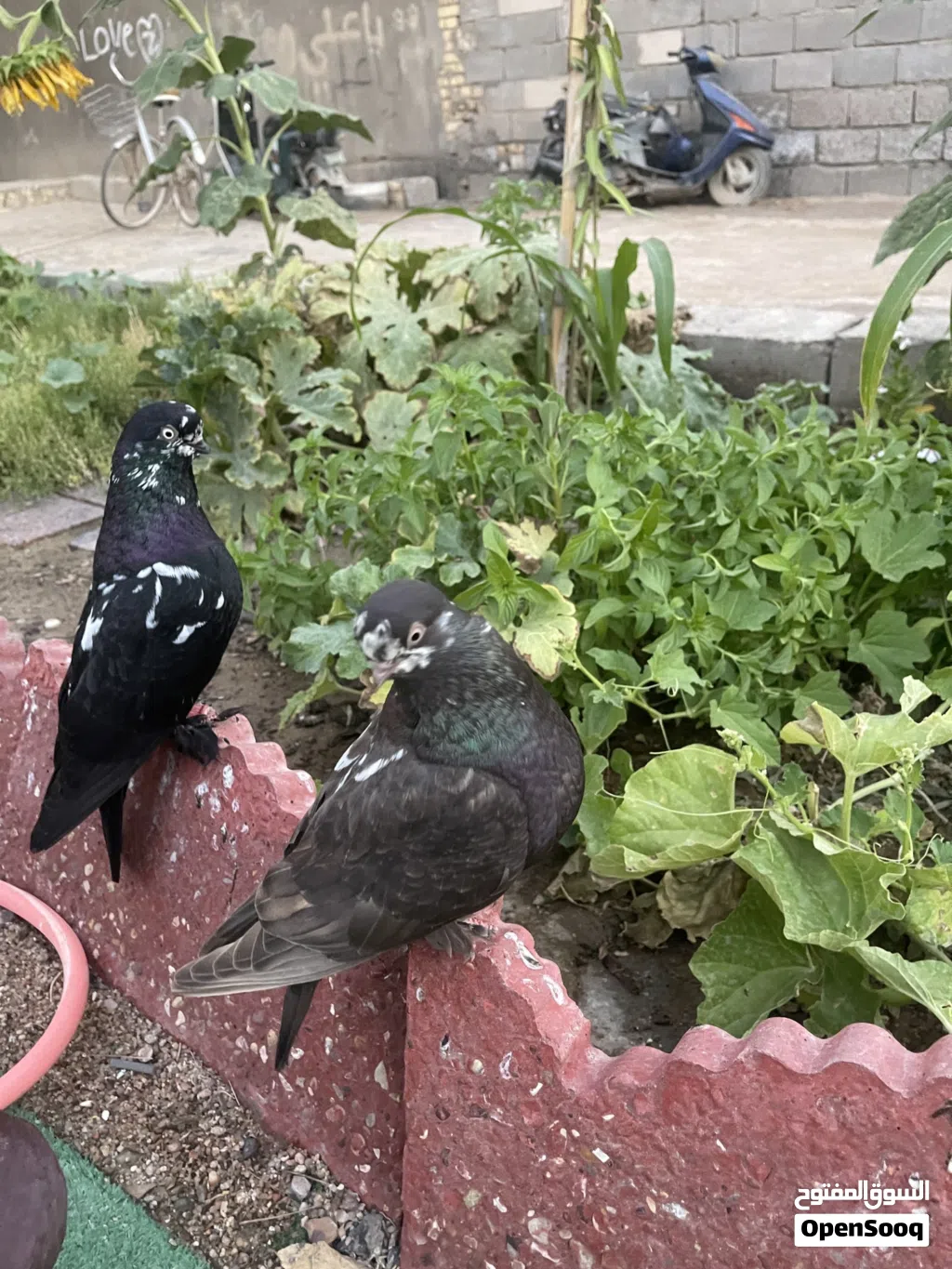 حمام زينه ً