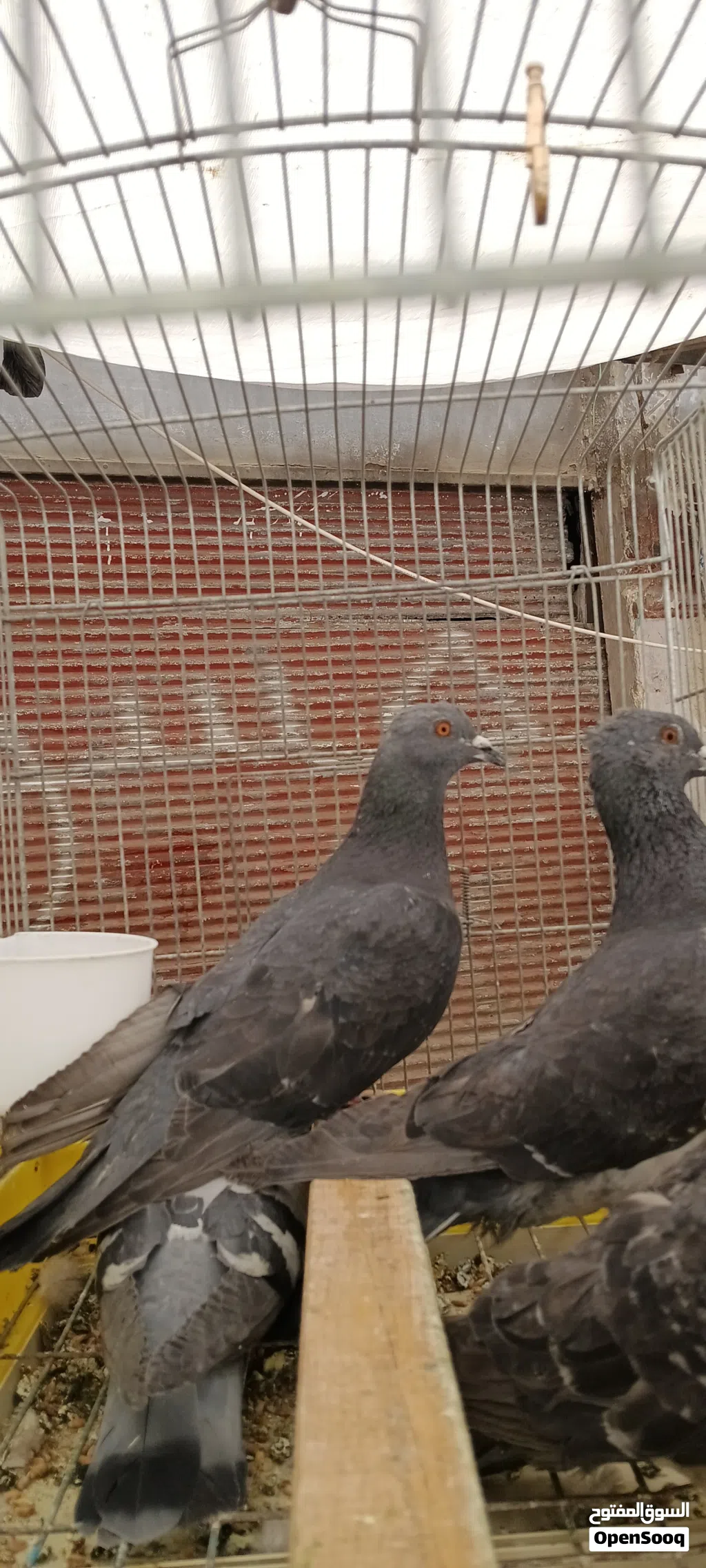مطلوب حمام إي إشي الحبة بنص ليرة