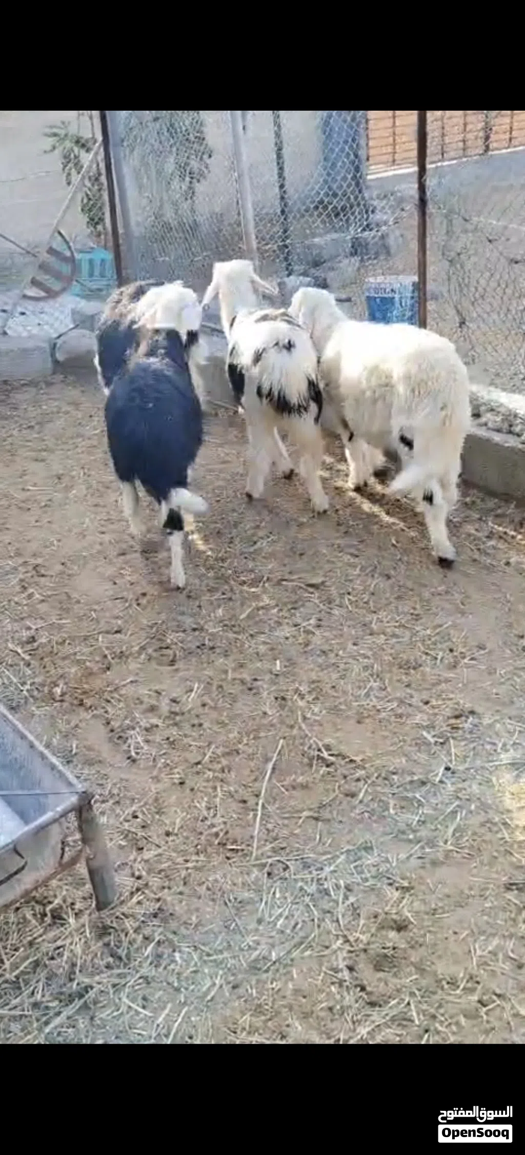 حملان ذبايح سمان للبيع