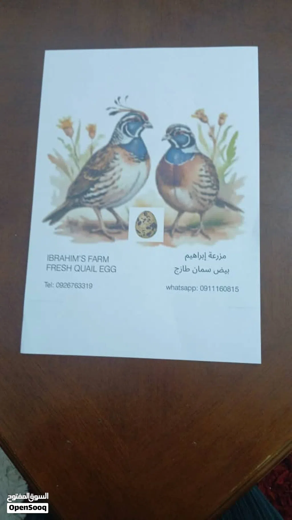 بيض سمان مخصب
