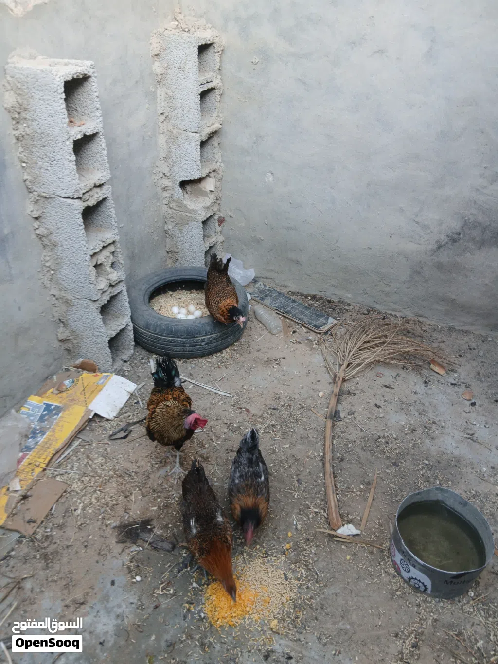 دجاج وطني 3 دجاجات و ديك تحتهن 7 دحيات