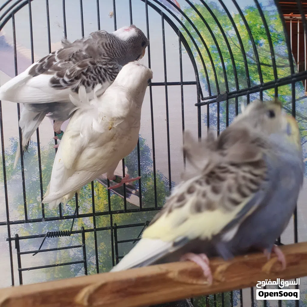 طيور حب هاجرمومخاليف شكري بارصاصي