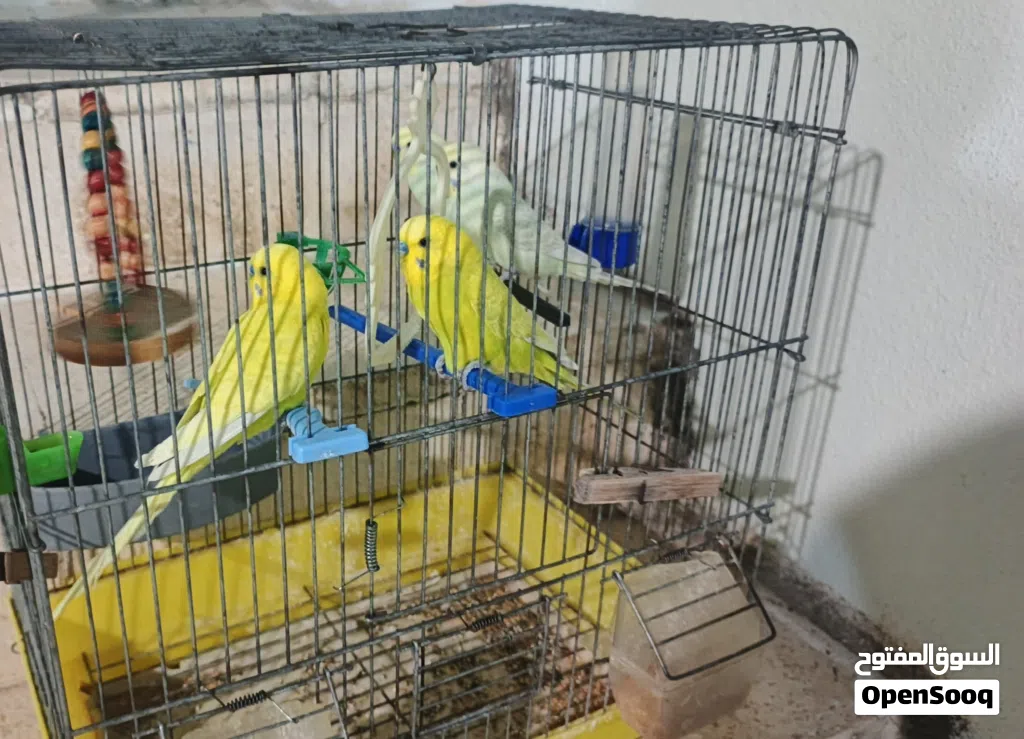 السلام عليكم، متوفر زوج حبّ سنة وزوج ذكور عمر سنة (4 حبات) مع القفص كما في الصورة. البدل على دجاج، و