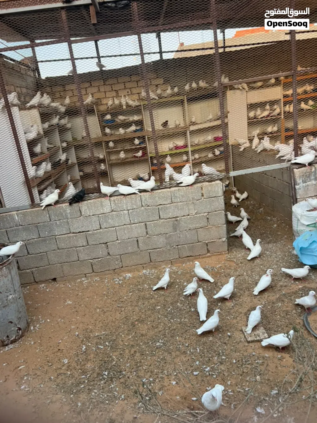 حمام فرنساوي للبيع جمله فقط قريب 400 طرف البيع لأكبر سعر إقرأ الوصف