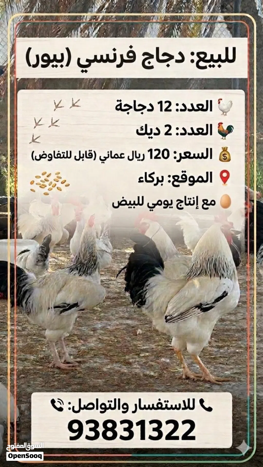 دجاج فرنسي للبيع بالجمله
