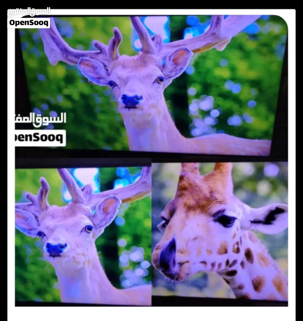 مطلوب شاشة سمارت 65 انش اقساط