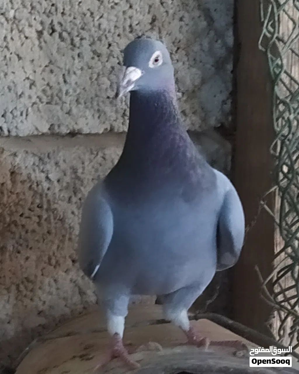 كوبية زاجل