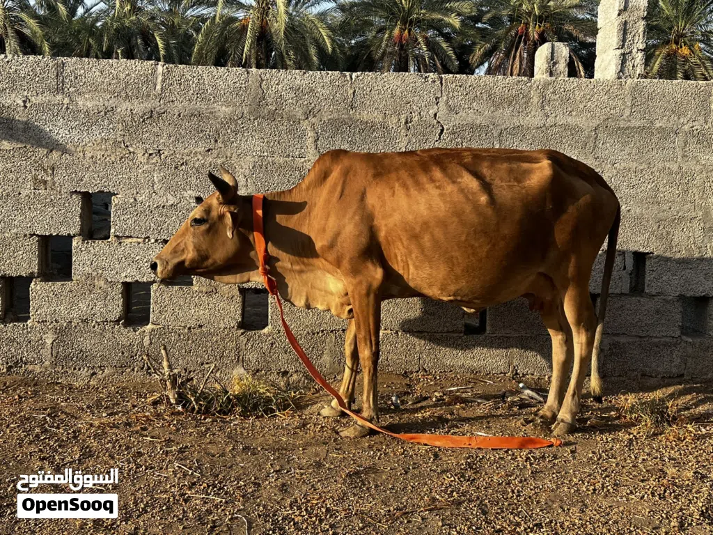 بقره للبيع