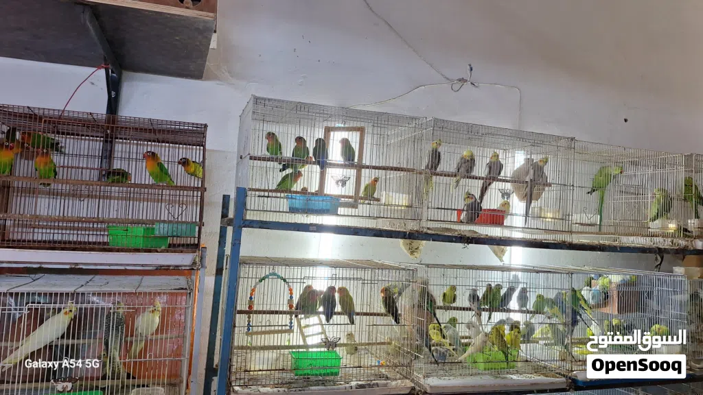 BIRDS FOR SALE