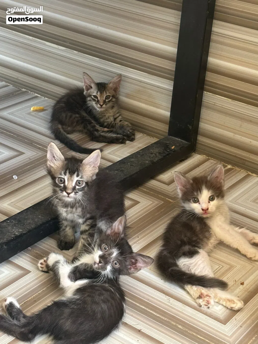 قطط مهجنه للبيع عمر شهرين