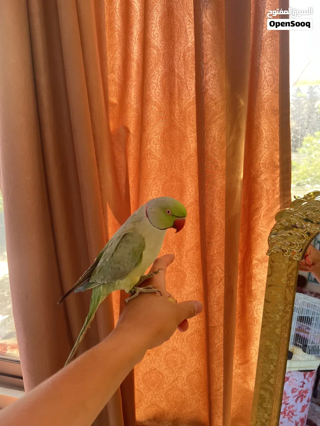 ببغاء ذكر دره متكلم بوضوح انتاج مزرعه محجل الطير عباره عن لعبه