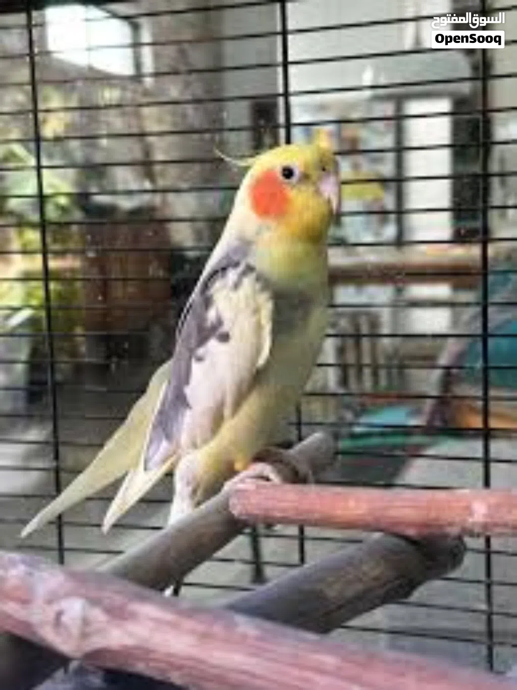 cocktail Pair for sale79.80.call.8961