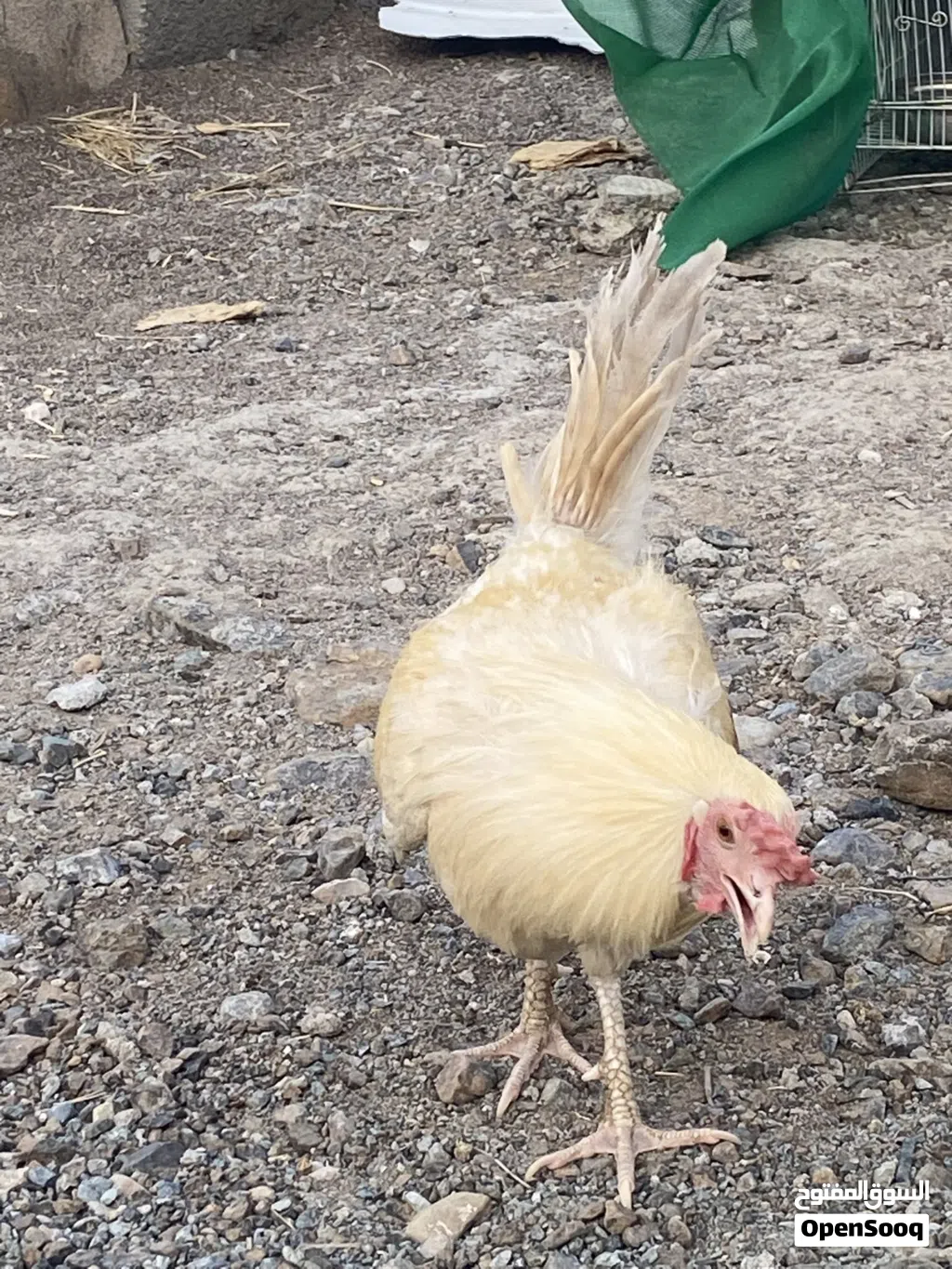 ديك باكستاني