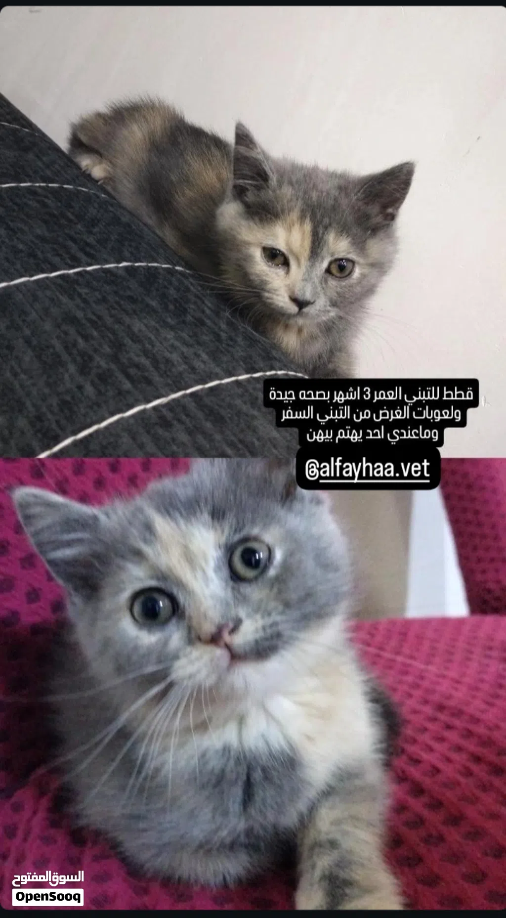 قطط للتبني
