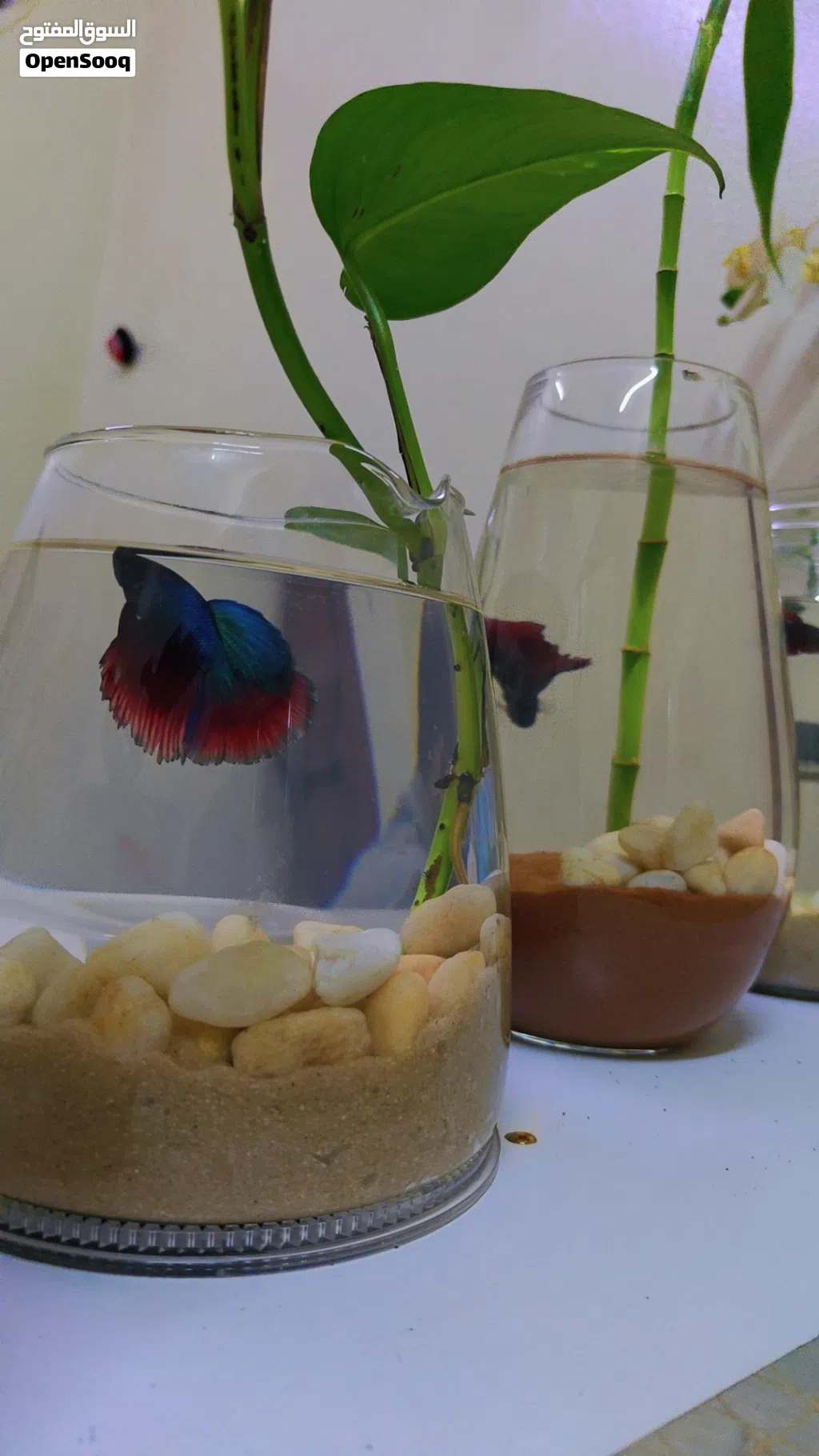 أسماك البيتا المقاتلة مع الأوعية والزينة Betta Fighter Fishes With Bowls and Decorations