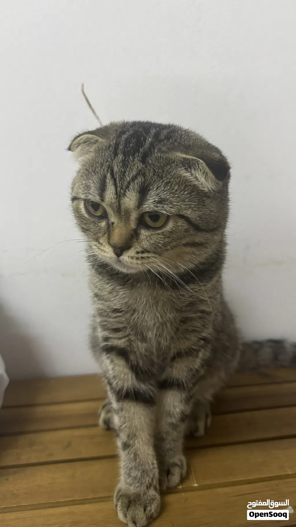 كيتين سكوتش فولد للبيع