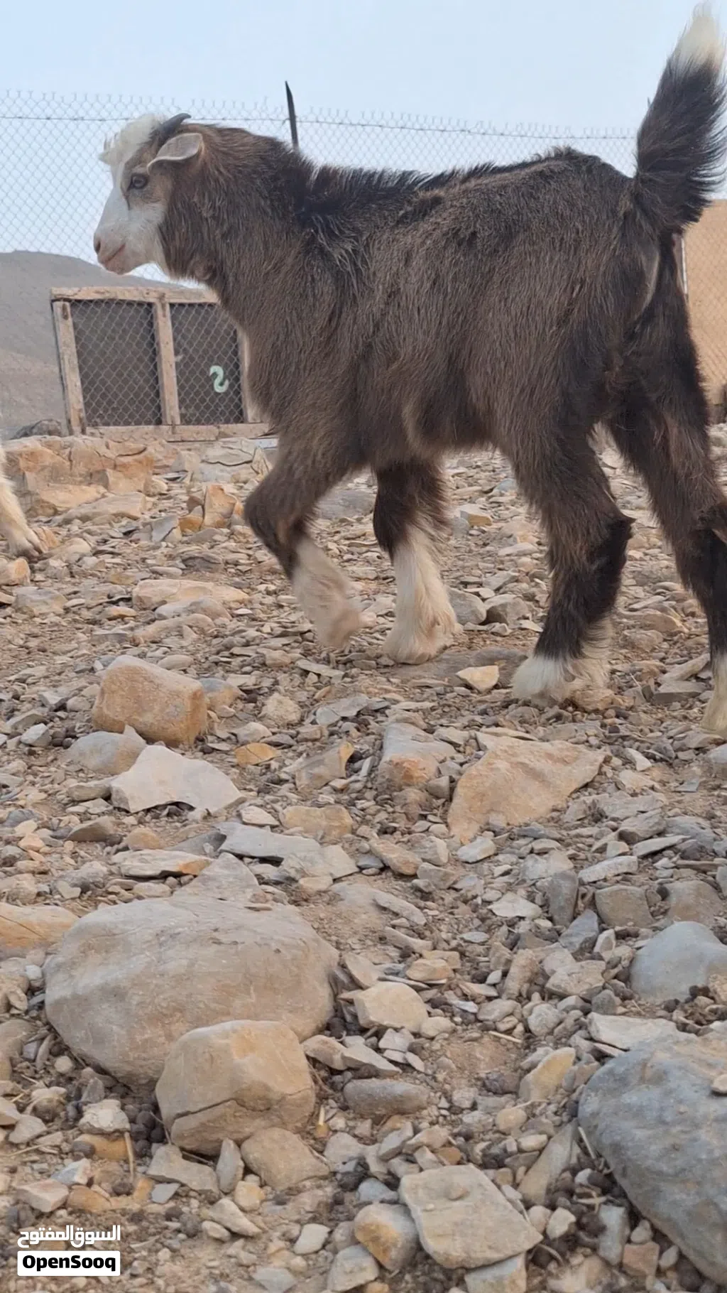 مواليد للبيع