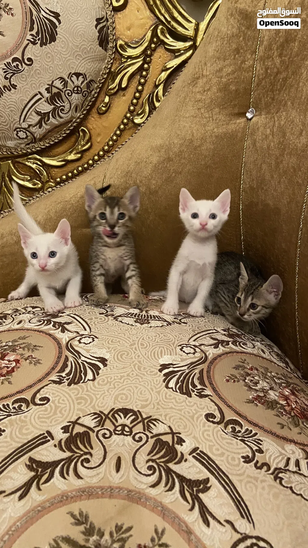 قطط كتن صغيرة ذكور للتبني Male kittens for adoption