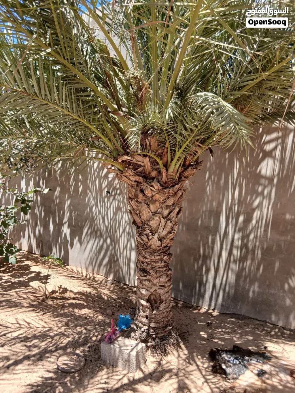أشجار النخيل الممتازة للبيع