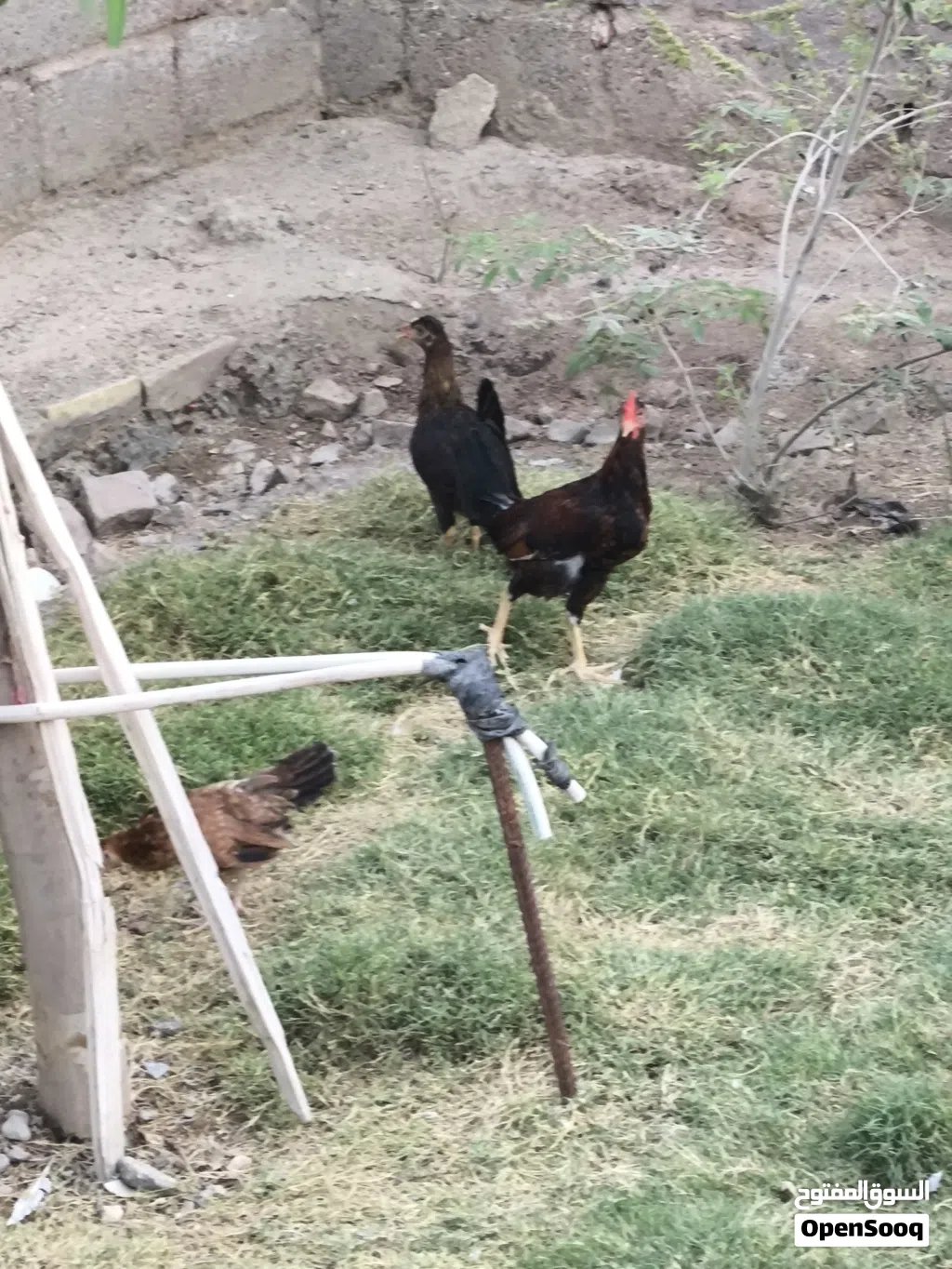 دجاج كويتي للبيع مع ديك برانگلز