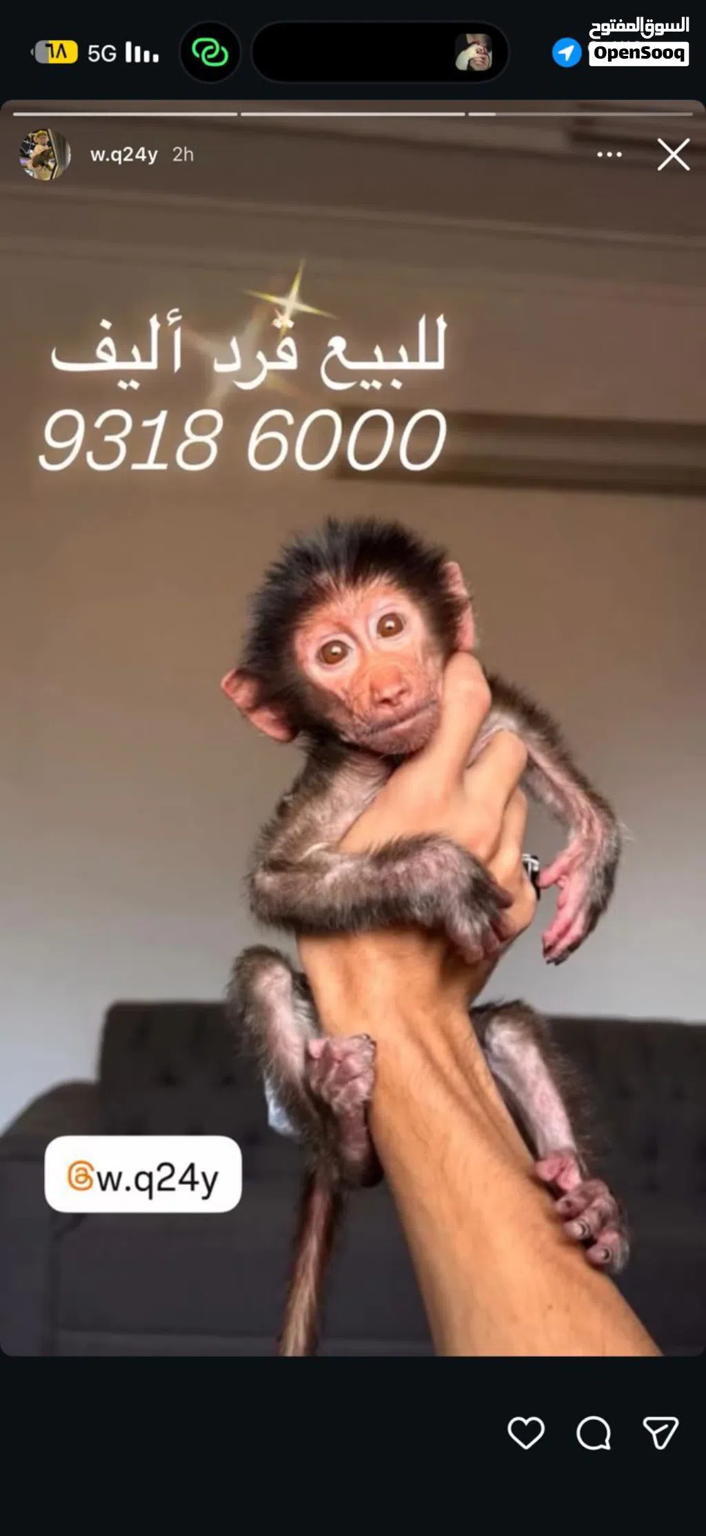 قرد اليف للبيع
