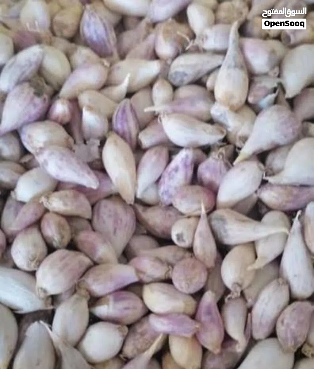 ثوم ذكر درجه اولى