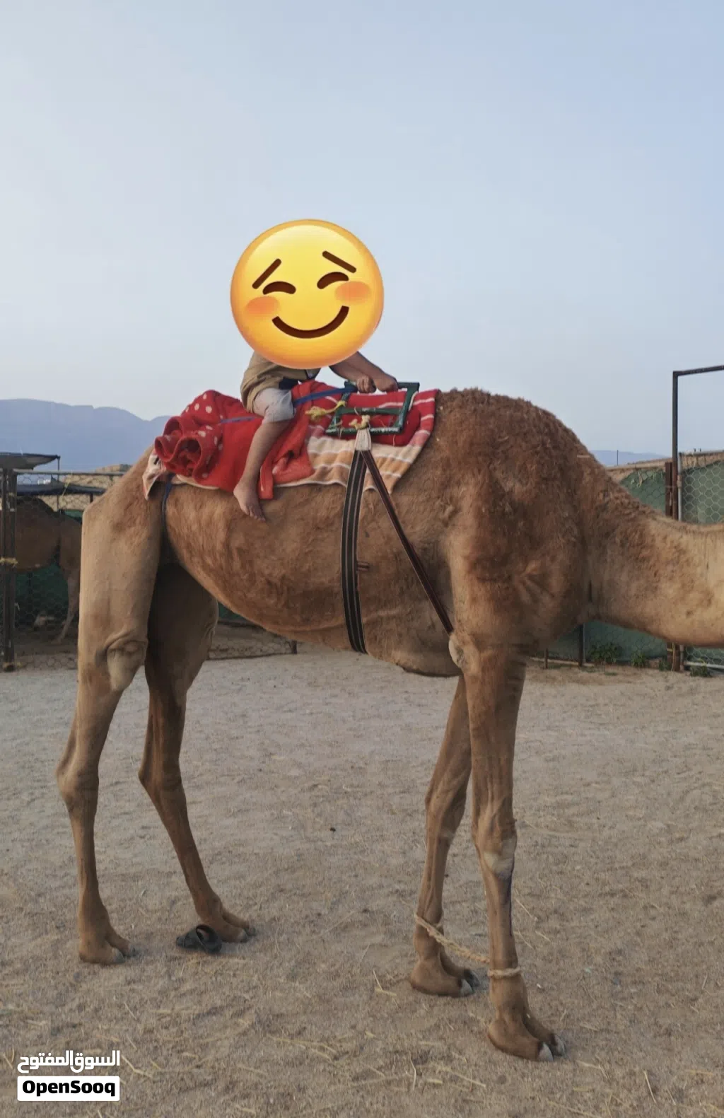 للبيع ناقة قليصة طبيع وهادية