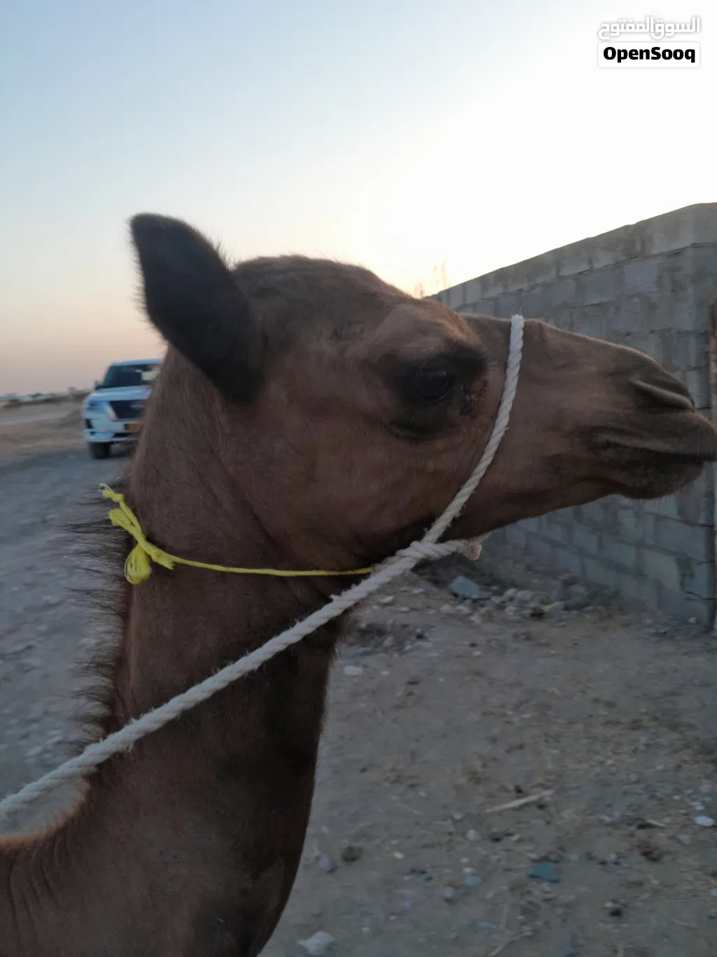بكره باطنيه اصل