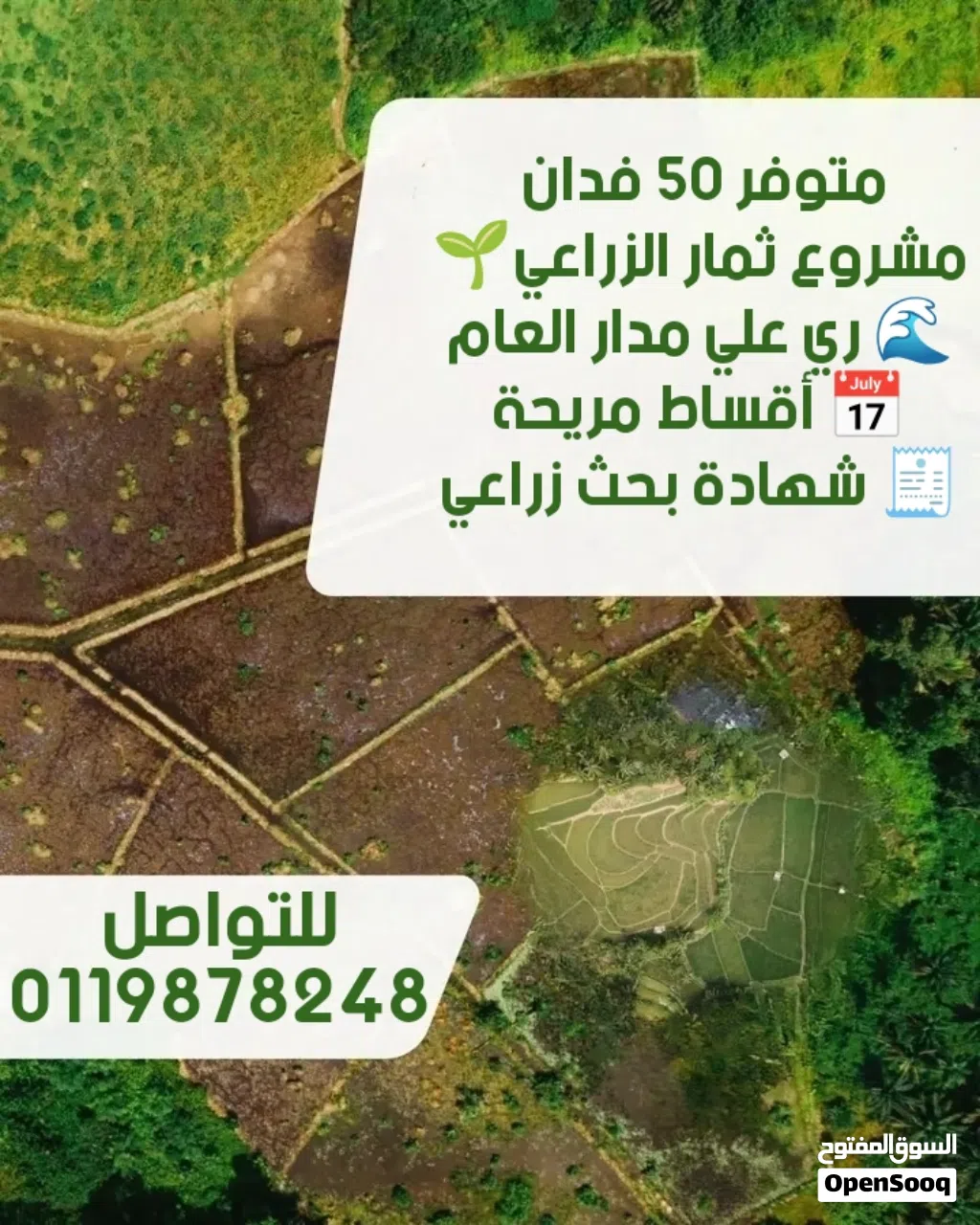 50 فدان في مشروع ثمار الزراعي