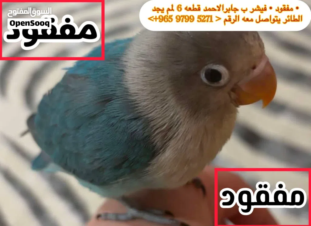 مفقود طير صغير فيشر